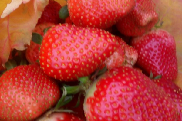 Продажа ягодного хозяйства по выращиванию органической клубники и малины в Киевской области